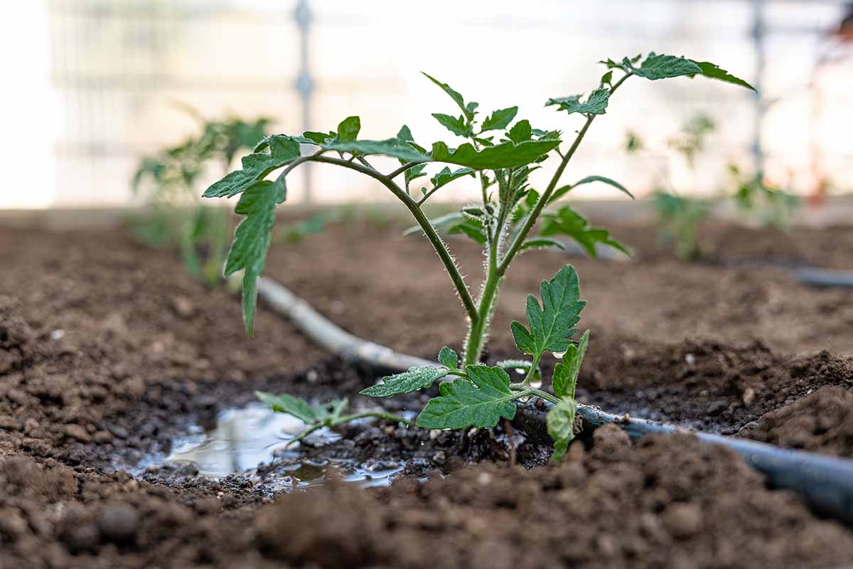 Smart Irrigation